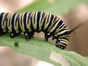 \"caterpillar-monarch,